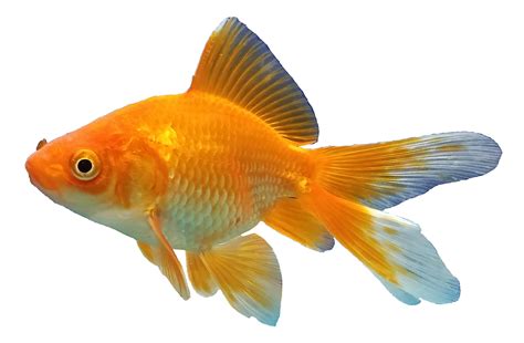 Free Transparent Background Fish Photos .